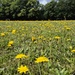 Host of dandelions by happyteg