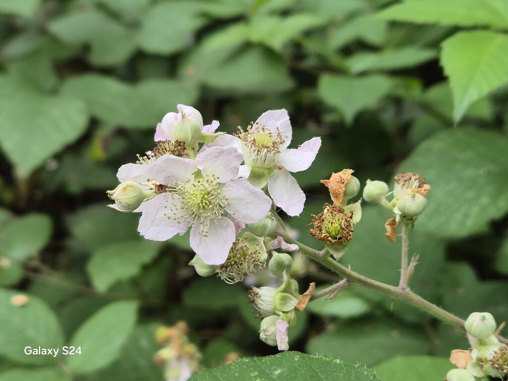 Fruits of the forest by happyteg