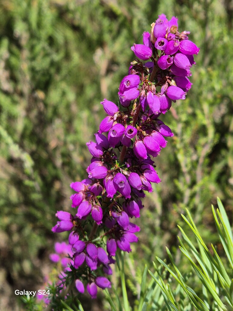 Ling or common heather by happyteg