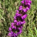 Ling or common heather by happyteg