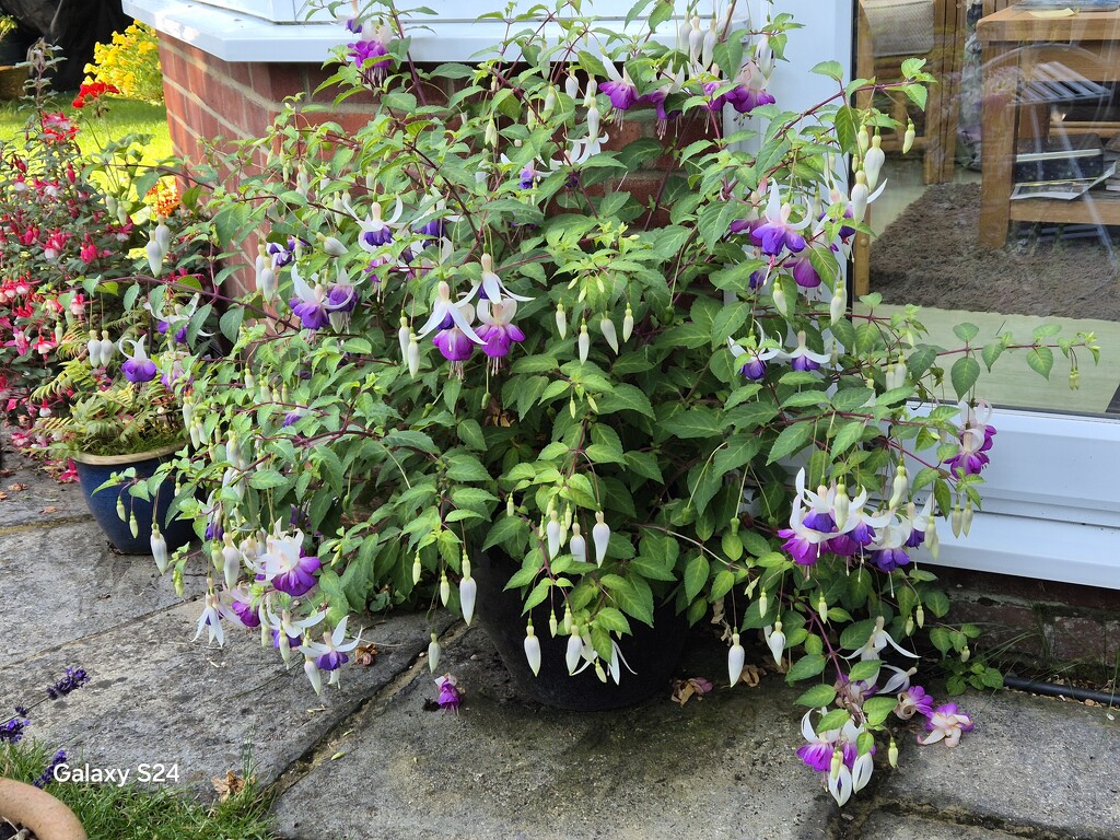 Fuchsia bush on our patio by happyteg