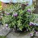 Fuchsia bush on our patio by happyteg