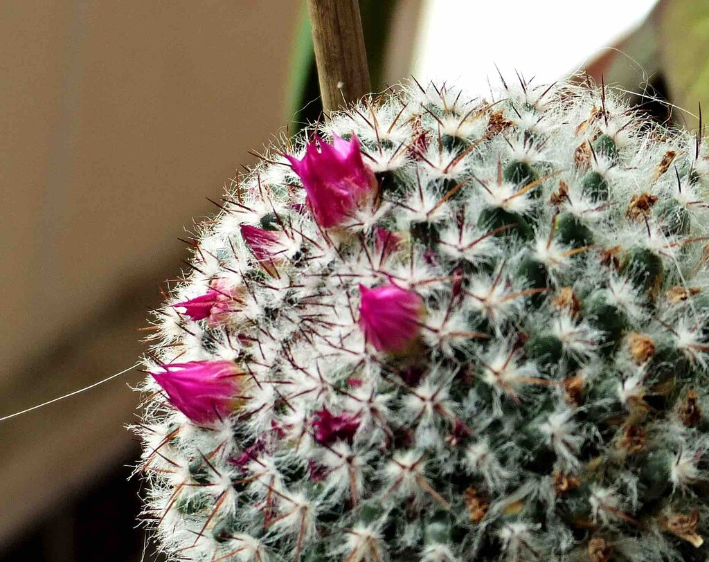 Pink Cactus Flowers by arkensiel