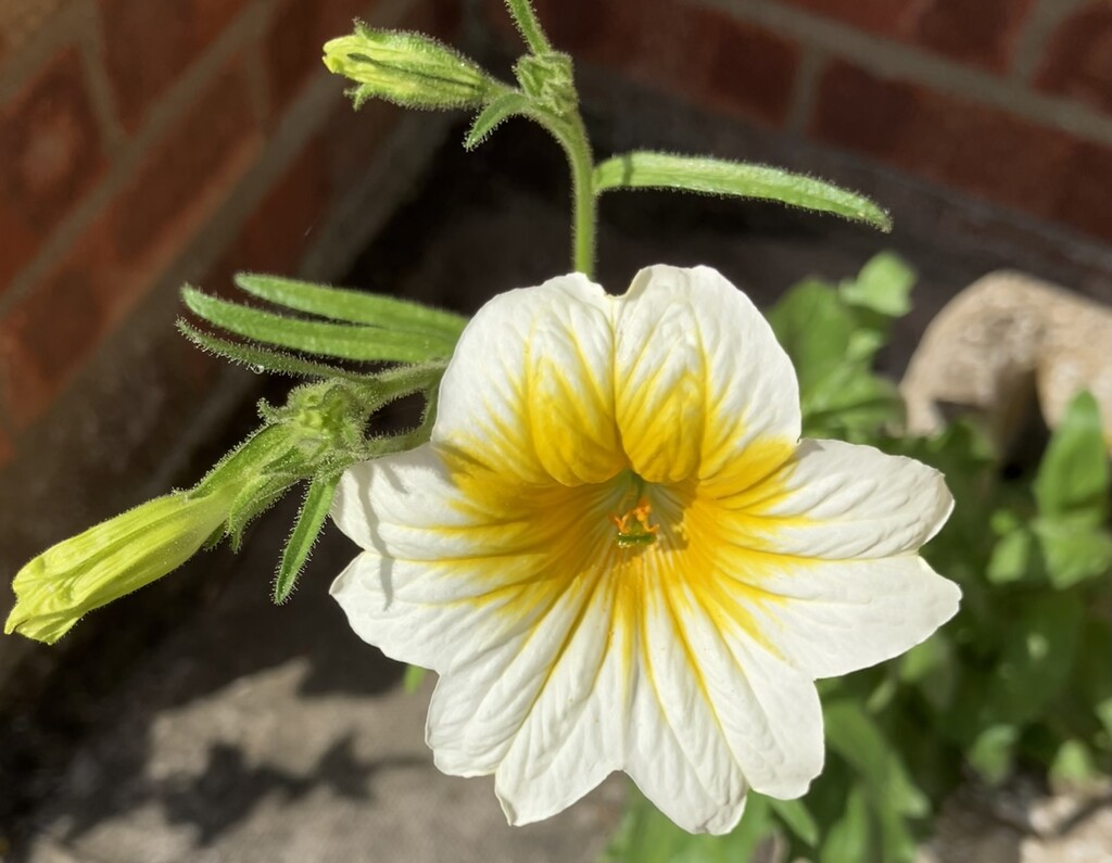 Salpiglossis Sinuata by foxes37