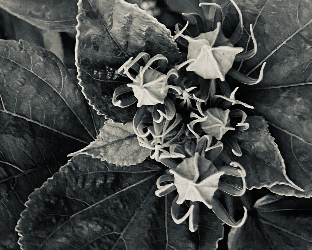 Hibiscus buds#1 by sjgiesman