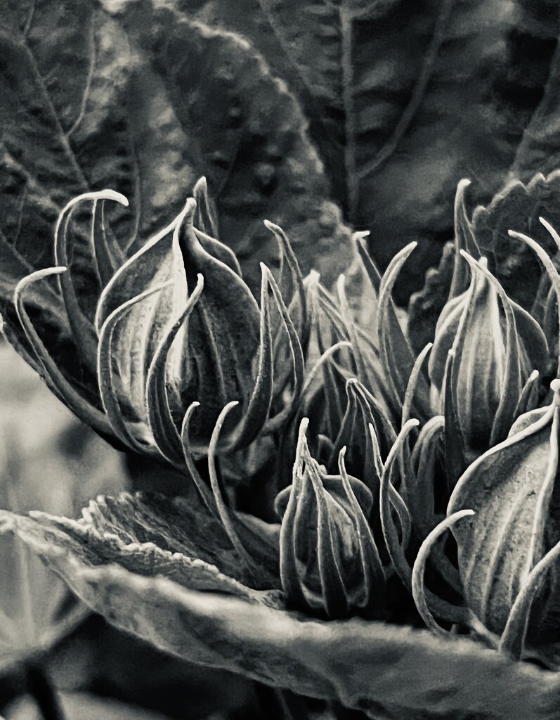 Hibiscus buds #2 by sjgiesman