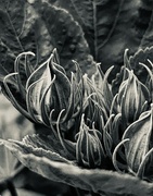 24th Jul 2024 - Hibiscus buds #2