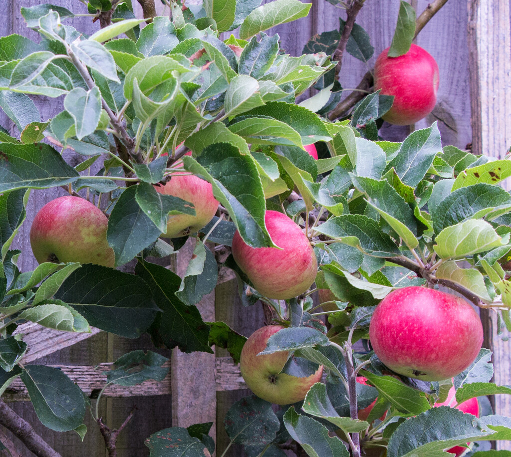 The apple tree by busylady