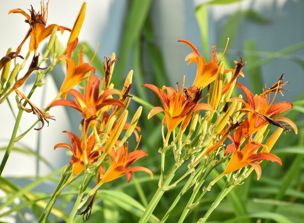 Day Lilies Final Hurrah! by bjywamer