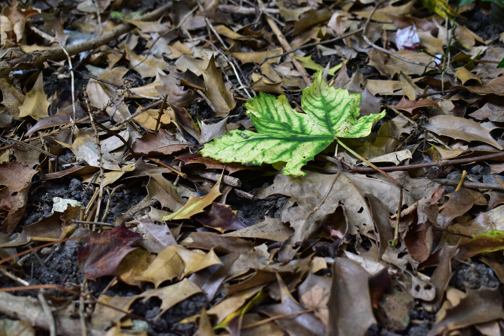 Leaf fall by tiaj1402