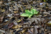 25th Jul 2024 - Leaf fall