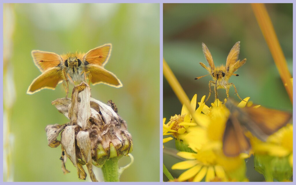 Spot the difference... by jesika2