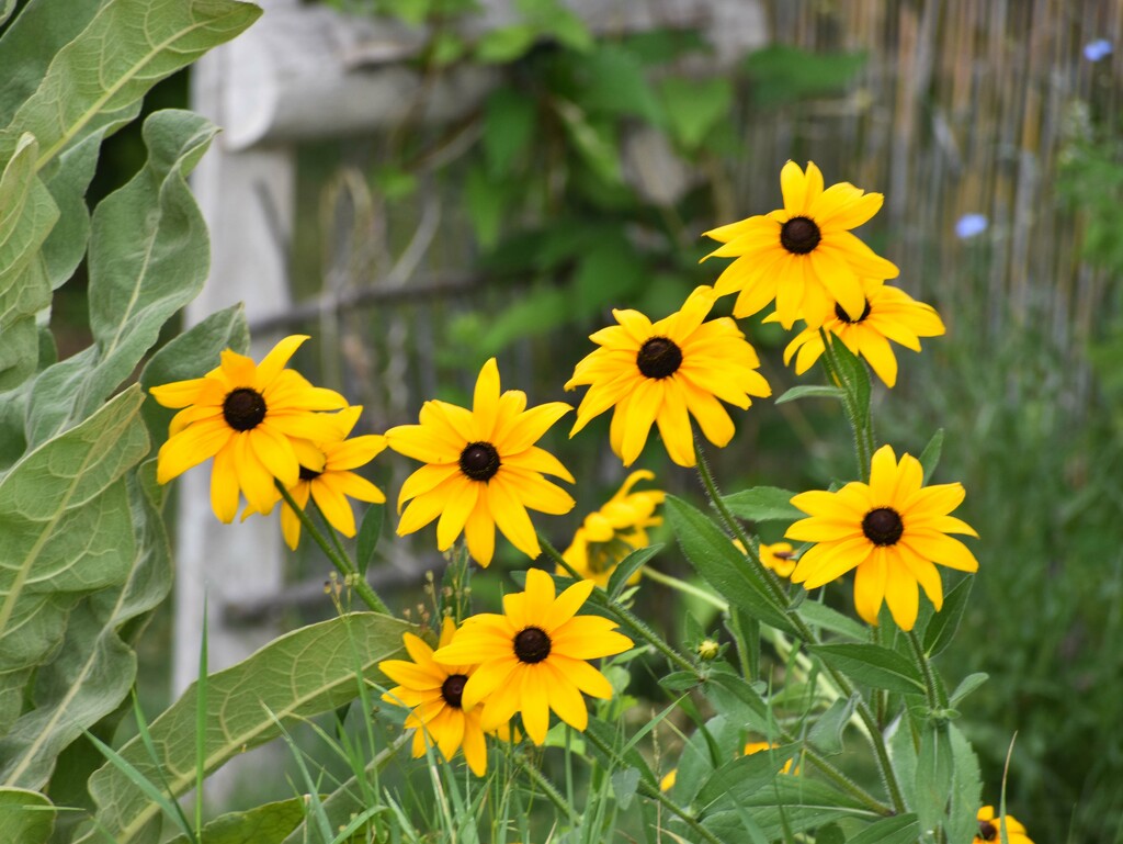 Black-eyed Susans by bjywamer