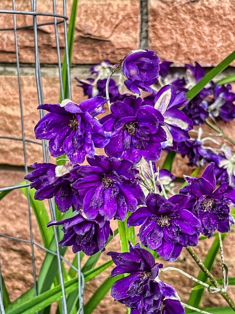 7 19 Purple Hollyhocks by sandlily