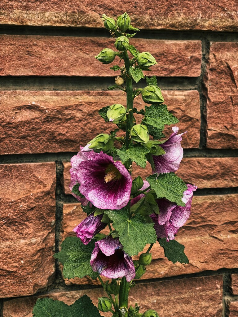 7 19 Pink Hollyhocks by sandlily