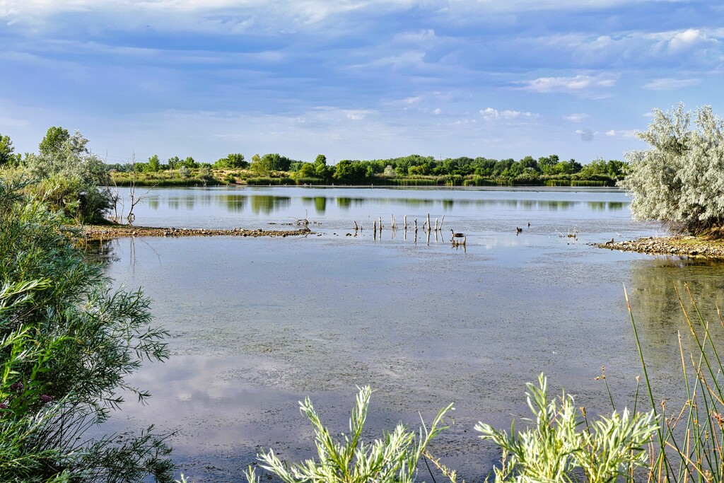 7 20  Riverbend Ponds on the South Side by sandlily