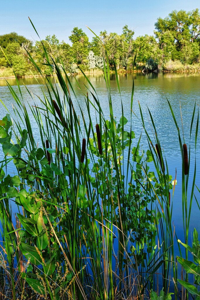 7 20 Cattails at Riverbend Ponds Natural Area by sandlily