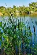 20th Jul 2024 - 7 20 Cattails at Riverbend Ponds Natural Area