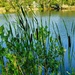 7 20 Cattails at Riverbend Ponds Natural Area