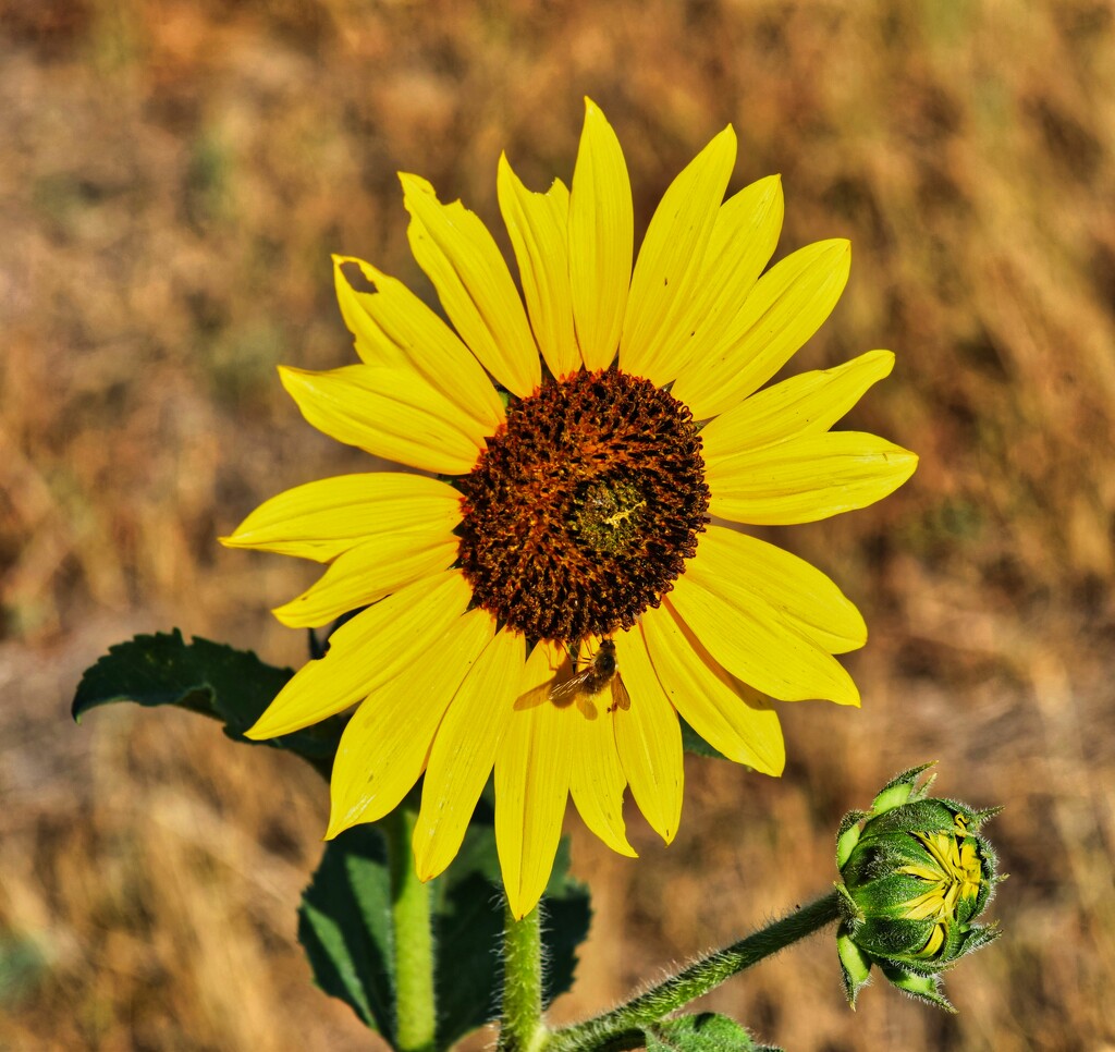 7 20 Sunflower with fly by sandlily