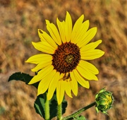 20th Jul 2024 - 7 20 Sunflower with fly