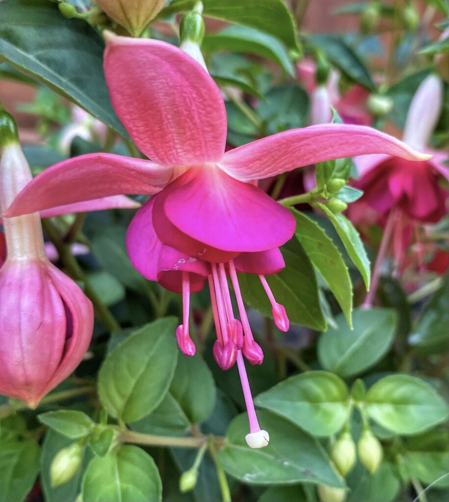 Fabulous Fuchsia  by cmf