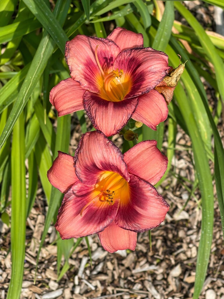 7 21 Day Lilies  by sandlily