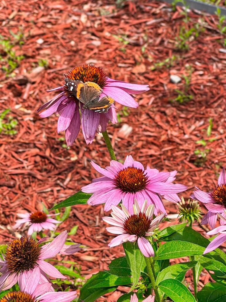 7 21 Echinacea and butterfly  by sandlily