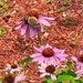 7 21 Echinacea and butterfly 
