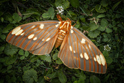 23rd Jul 2024 - Regal Moth (Royal Walnut Moth; Hickory Horned Devil)