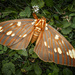 Regal Moth (Royal Walnut Moth; Hickory Horned Devil)