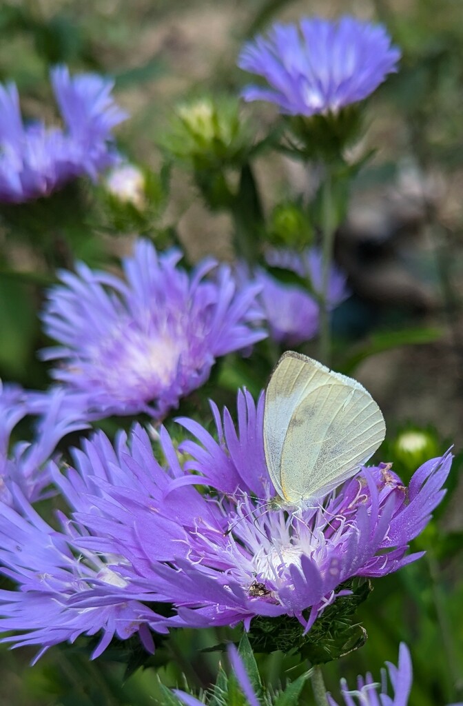 Butterfly  by julie