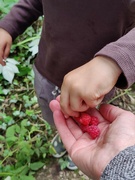 22nd Jul 2024 - Raspberry munching