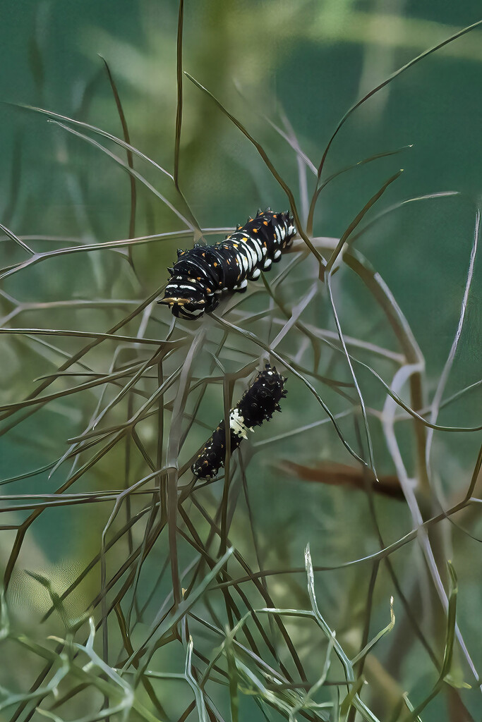 Black Swallowtail Caterpillar by k9photo