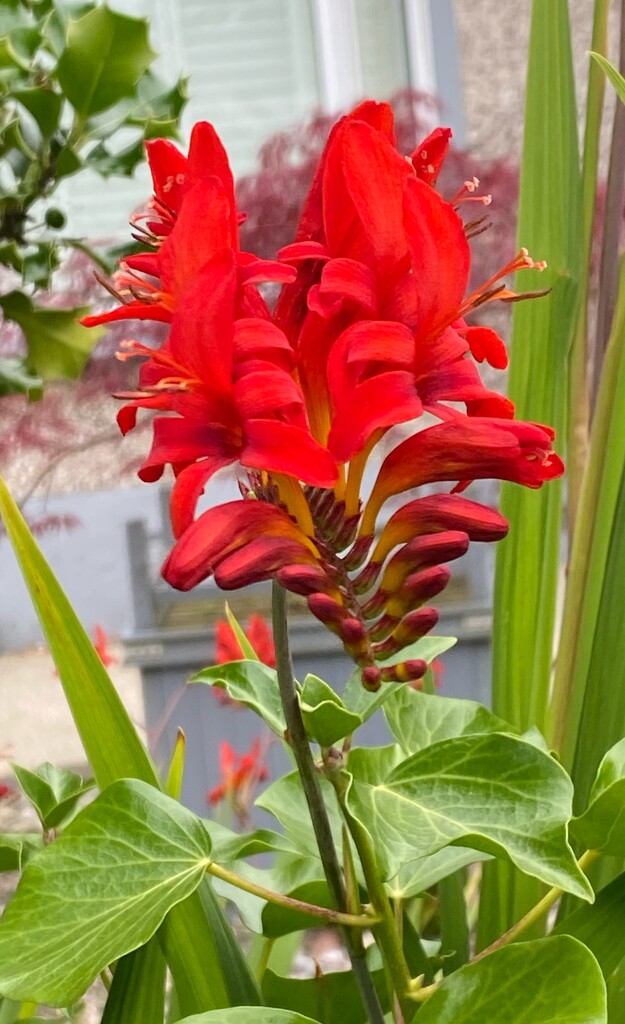 Red/orange flowers  by alison59