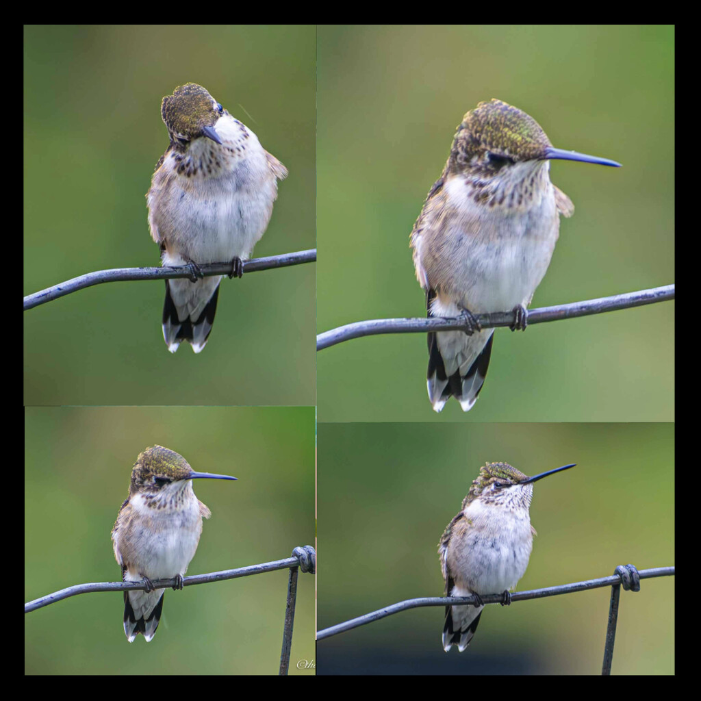 Our Hummer in Charge... by thewatersphotos