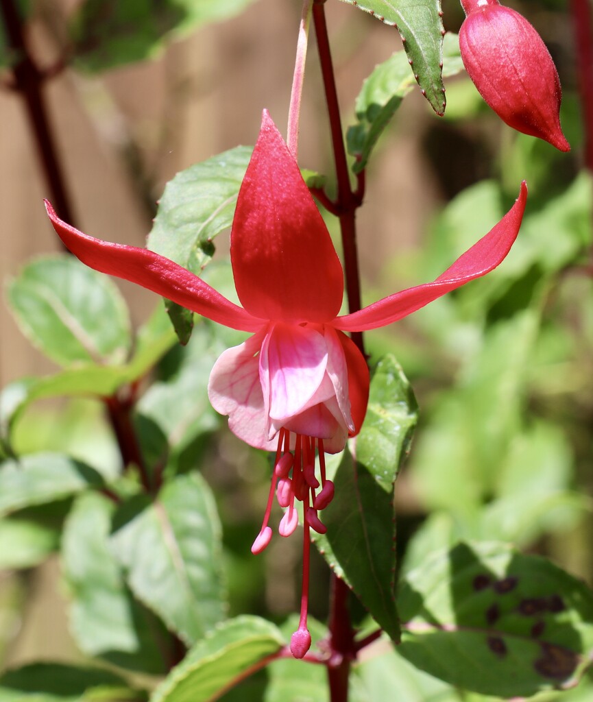 Pink Fuchsia  by jeremyccc