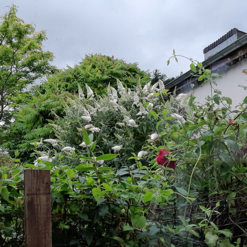 massive buddleia florets by anniesue