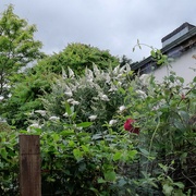 25th Jul 2024 - massive buddleia florets