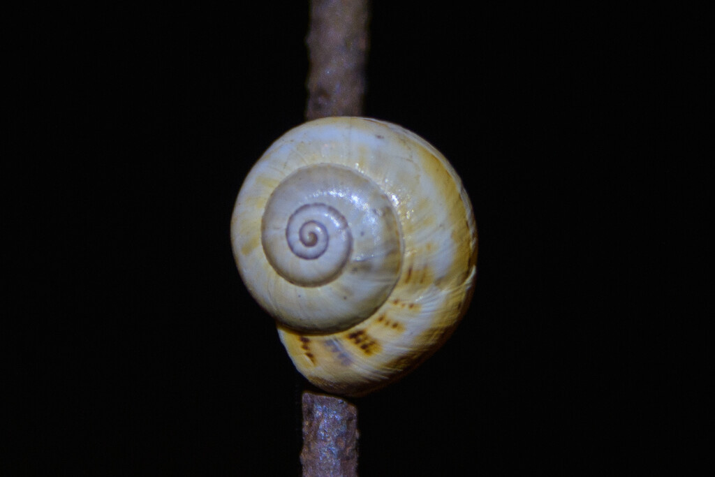 A Snail in the Night by augusto