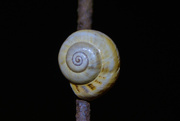 25th Jul 2024 - A Snail in the Night