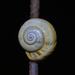 A Snail in the Night by augusto