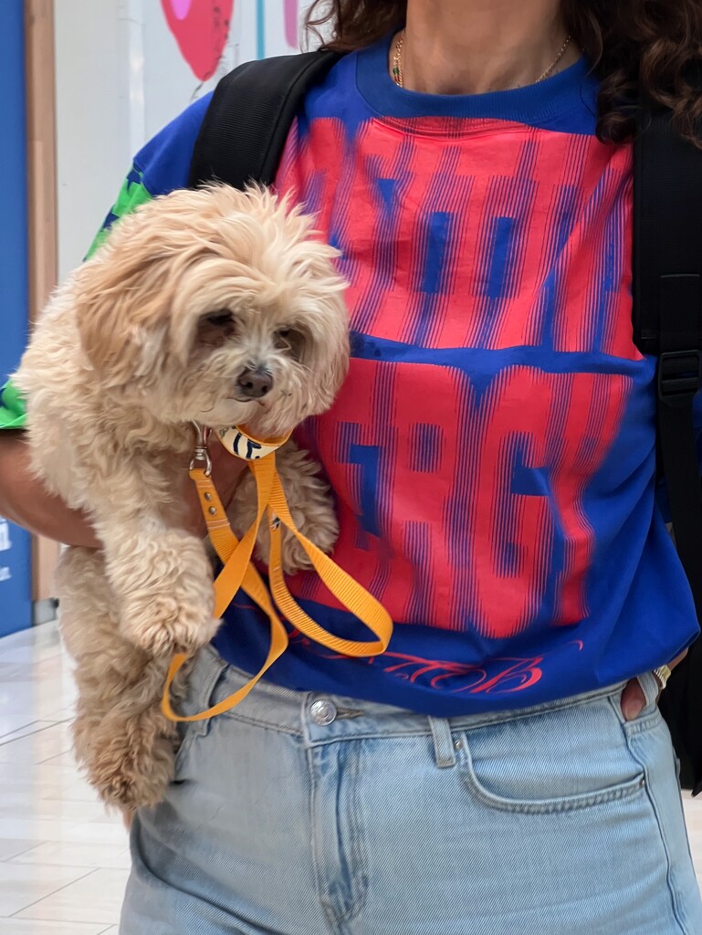 Shopping with a pooch by gaillambert