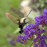 17th Jul 2024 - Snowberry Clearwing (moth)