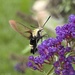 Snowberry Clearwing (moth)