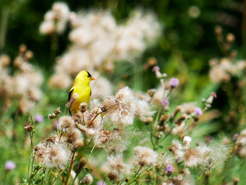 Goldfinch among the thistledown by ljmanning