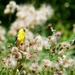 Goldfinch among the thistledown