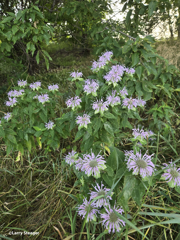 Wild bergamot by larrysphotos