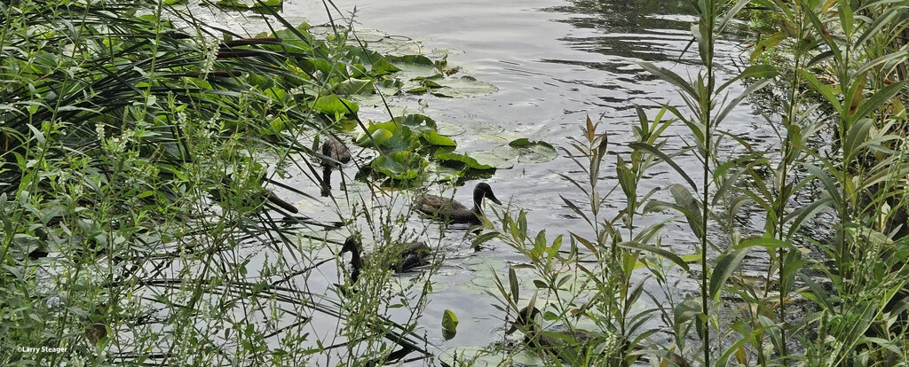 Ducks on the pond by larrysphotos