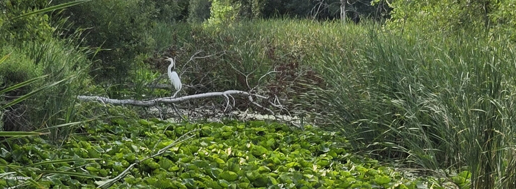 Egret by larrysphotos